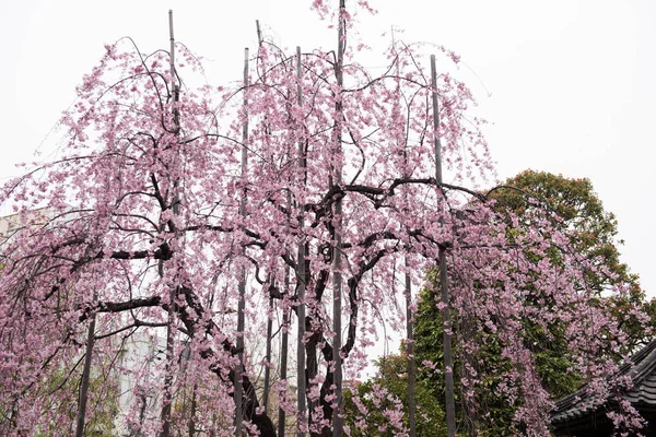 Fiori rosa sull'albero — Foto Stock