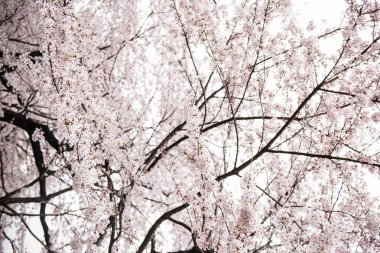 ağaç üzerinde güzel çiçekler