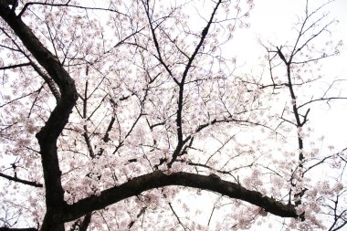 Ağaç üzerinde çiçek açan çiçekler