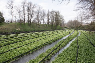 Wasabi bitkileri ekimi