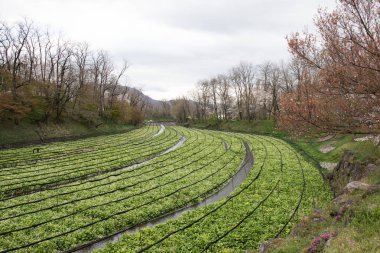 Wasabi bitkileri ekimi