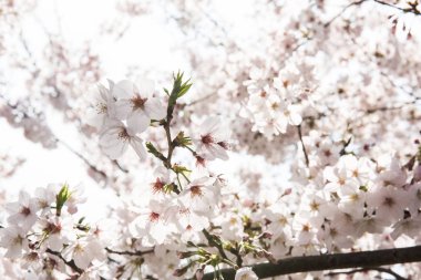 Ağaçtaki beyaz çiçekler