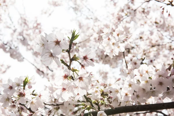 Ağaçtaki beyaz çiçekler