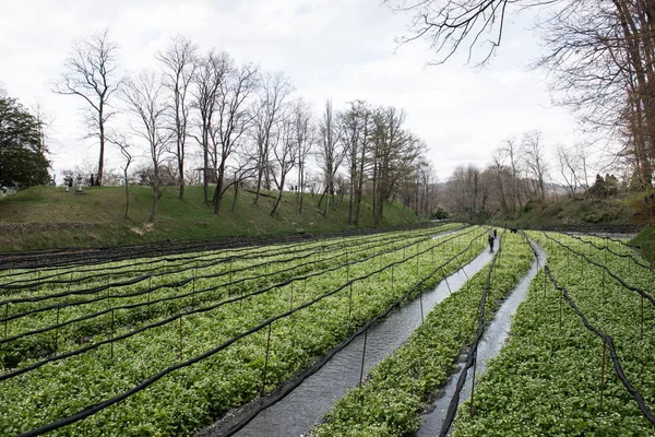 Cultivation of wasabi crops Royalty Free Stock Images