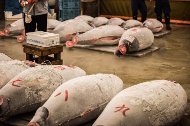 Büyük ölü orkinos balıkları