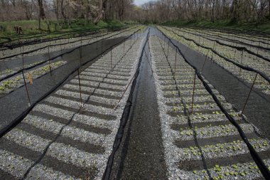 Alanları tarım için hazır