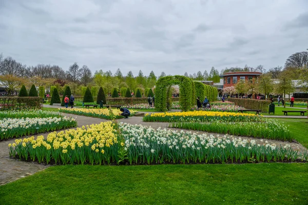 Jonquilles jaunes et blanches dans le parc Keukenhof, Lisse, Hollande, Pays-Bas . — Photo