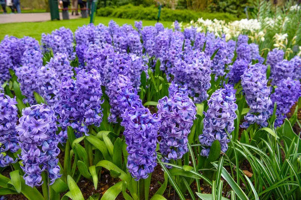 Bolbos de jacinto frescos no início da primavera, cultivados no jardim da terra, gladíolo e jacinto. Cama de flores com jacintos em Keukenhof park, Lisse, Holland, Netherlands — Fotografia de Stock