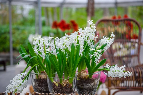 Färsk tidigt på våren vit hyacint lökar. Blomsterrabatt med hyacinter i Keukenhof parken, Lisse, Holland, Nederländerna — Stockfoto