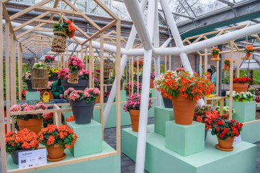 Kırmızı ve pembe çiçekler içinde organery Keukenhof park, Lisse, Hollanda, Hollanda