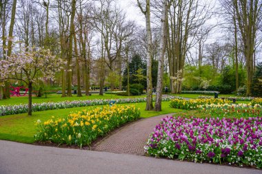 Çiçek açan laleler ve Nergis Keukenhof Park, Lisse, Hollanda, Hollanda.
