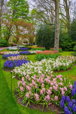 Taze bahar erken pembe, mor, beyaz sümbül soğanı. Flowerbed ile sümbül Keukenhof park, Lisse, Hollanda, Hollanda