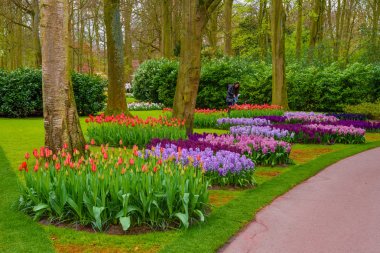 Taze bahar erken pembe, mor, beyaz sümbül soğanı. Flowerbed ile sümbül Keukenhof park, Lisse, Hollanda, Hollanda