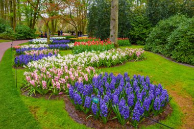 Taze bahar erken pembe, mor, beyaz sümbül soğanı. Flowerbed ile sümbül Keukenhof park, Lisse, Hollanda, Hollanda