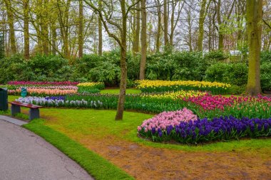 Taze bahar erken pembe, mor, beyaz sümbül soğanı. Flowerbed ile sümbül Keukenhof park, Lisse, Hollanda, Hollanda
