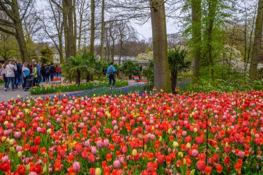 Çiçek açan laleler Keukenhof Park, Lisse, Hollanda, Hollanda