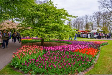 Çiçek açan laleler Keukenhof Park, Lisse, Hollanda, Hollanda