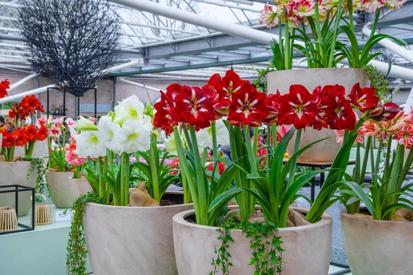 Amaryllis, belladonna lily in Keukenhof park, Lisse, Holland, Países Baixos — Fotografia de Stock