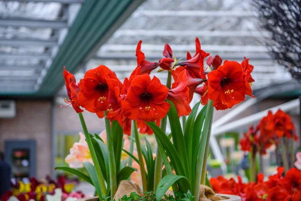 Amaryllis, giglio di belladonna in Keukenhof, Lisse, Olanda, Paesi Bassi — Foto Stock