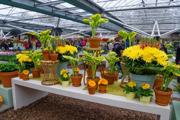 Żółty Astry w Keukenhof park, Lisse, Holandia — Zdjęcie stockowe