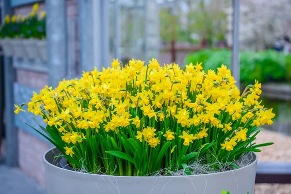 Gula och vita påskliljor i Keukenhof parken, Lisse, Holland, Nederländerna. — Stockfoto