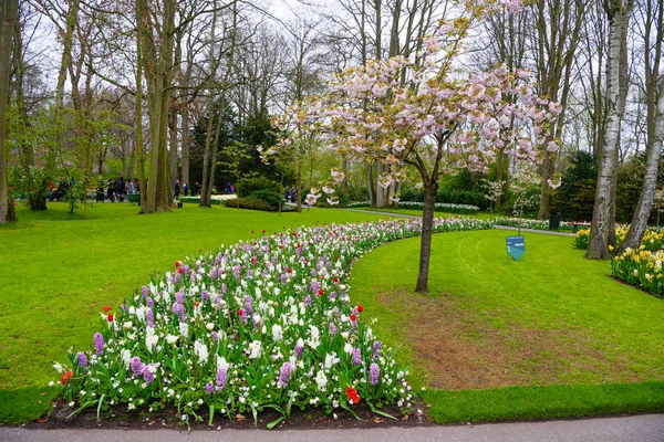 Blooming apple tree and tulips in Keukenhof park, Lisse, Holland, Netherlands — Stock Photo, Image