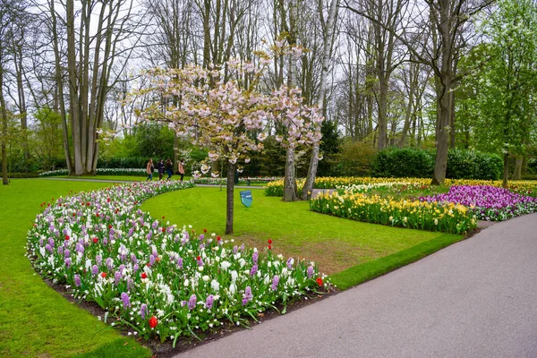 Manzano y tulipanes en flor en Keukenhof park, Lisse, Holanda, Países Bajos —  Fotos de Stock