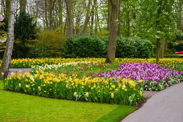 库肯霍夫公园，Lisse，荷兰，荷兰的黄色和白色的水仙. — 图库照片