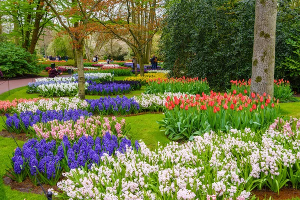 Fresco início da primavera rosa, roxo, branco bulbos jacinto. Cama de flores com jacintos em Keukenhof park, Lisse, Holland, Netherlands — Fotografia de Stock