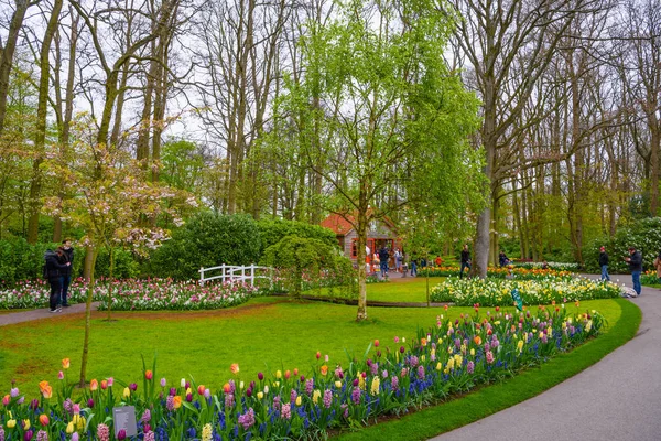 Tulipani in fiore nel parco Keukenhof, Lisse, Olanda, Paesi Bassi — Foto Stock