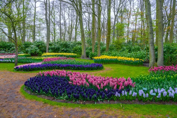 Fresco início da primavera rosa, roxo, branco bulbos jacinto. Cama de flores com jacintos em Keukenhof park, Lisse, Holland, Netherlands — Fotografia de Stock