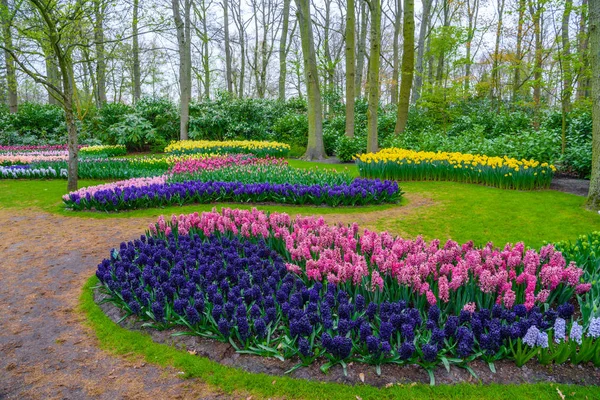 Frische Frühlingszwiebeln in rosa, lila, weißen Hyazinthen. Blumenbeet mit Hyazinthen im Keukenhof Park, lisse, holland, Niederlande — Stockfoto