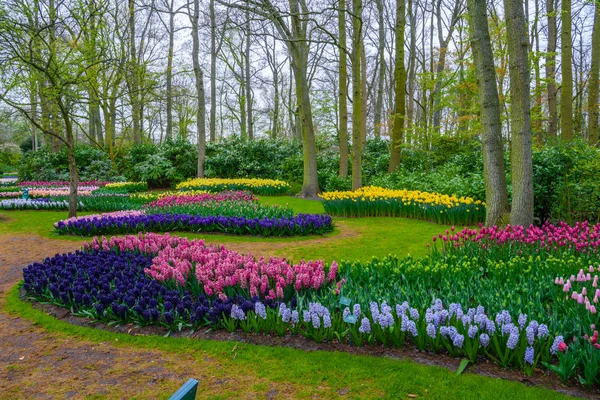 Fresco início da primavera rosa, roxo, branco bulbos jacinto. Cama de flores com jacintos em Keukenhof park, Lisse, Holland, Netherlands — Fotografia de Stock