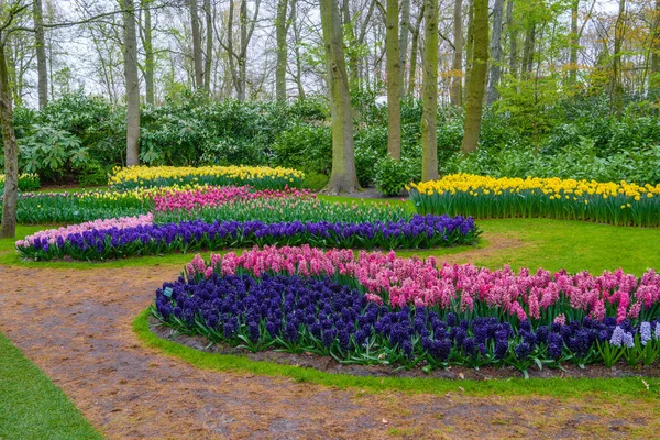 Bulbes de jacinthe roses, violets et blancs frais au début du printemps. Floraison avec jacinthes à Keukenhof park, Lisse, Hollande, Pays-Bas — Photo