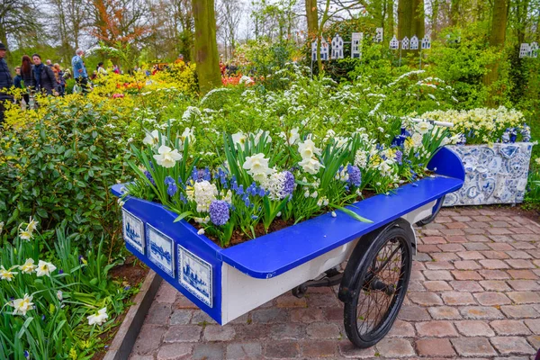 Koszyk z białym żonkile w Keukenhof park, Lisse, Holandia. — Zdjęcie stockowe