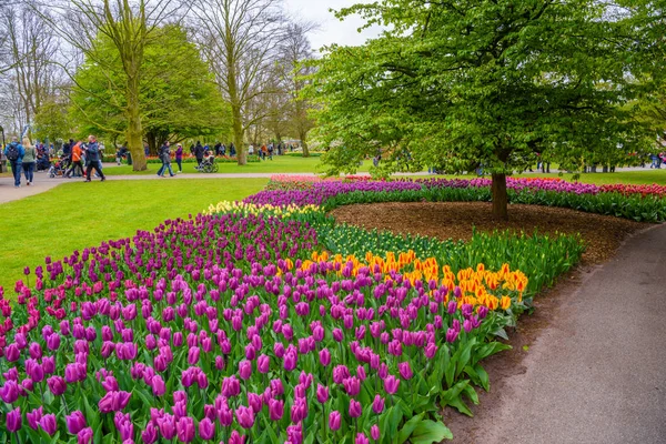 Tulipes en fleurs dans le parc Keukenhof, Lisse, Hollande, Pays-Bas — Photo