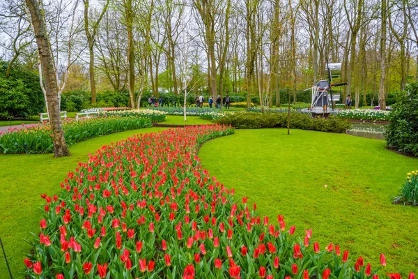 Tulipas em flor no parque Keukenhof, Lisse, Holanda, Países Baixos — Fotografia de Stock