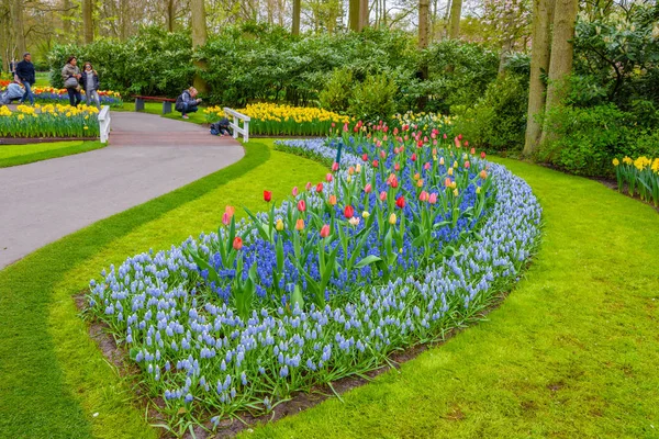 Tulipanes florecientes en Keukenhof park, Lisse, Holanda, Países Bajos — Foto de Stock