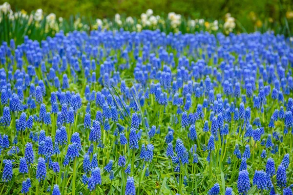 库肯霍夫公园，Lisse，荷兰，荷兰的蓝色葡萄风信子。. — 图库照片