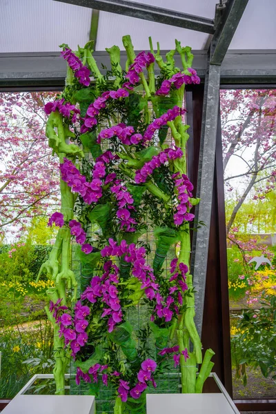 Hermosas orquídeas en Keukenhof park, Lisse, Holanda, Países Bajos —  Fotos de Stock