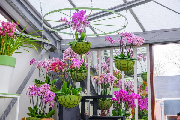 Bellissime orchidee nel parco Keukenhof, Lisse, Olanda, Paesi Bassi — Foto Stock