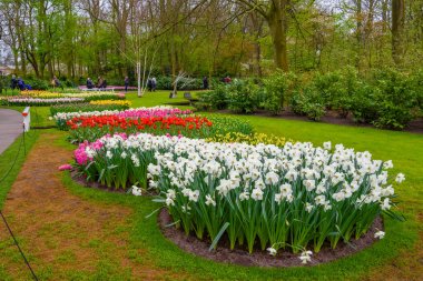 Sarı ve beyaz nergis Keukenhof park, Lisse, Hollanda, Hollanda.