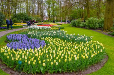Sarı ve beyaz nergis Keukenhof park, Lisse, Hollanda, Hollanda.