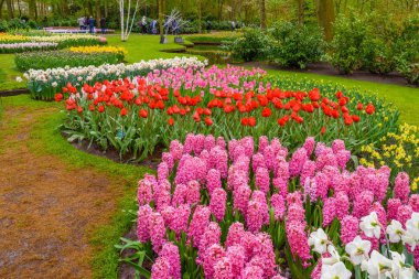 Taze bahar erken pembe, mor, beyaz sümbül soğanı. Flowerbed ile sümbül Keukenhof park, Lisse, Hollanda, Hollanda