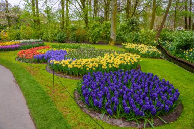 Taze bahar erken pembe, mor, beyaz sümbül soğanı. Flowerbed ile sümbül Keukenhof park, Lisse, Hollanda, Hollanda