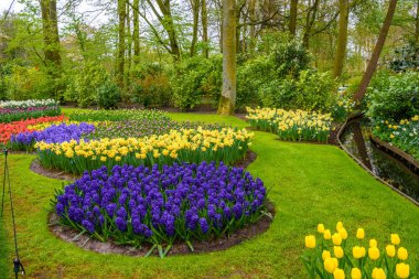 Taze bahar erken pembe, mor, beyaz sümbül soğanı. Flowerbed ile sümbül Keukenhof park, Lisse, Hollanda, Hollanda