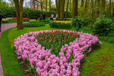 Taze bahar erken pembe, mor, beyaz sümbül soğanı. Flowerbed ile sümbül Keukenhof park, Lisse, Hollanda, Hollanda