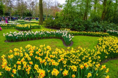Sarı ve beyaz nergis Keukenhof park, Lisse, Hollanda, Hollanda.