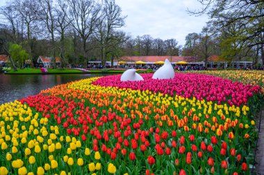 Anıt Lisse Hollanda'da renkli nergis ve laleler, Keukenhof Park, damla