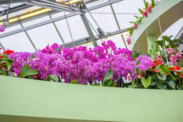 Bellissime orchidee nel parco Keukenhof, Lisse, Olanda, Paesi Bassi — Foto Stock